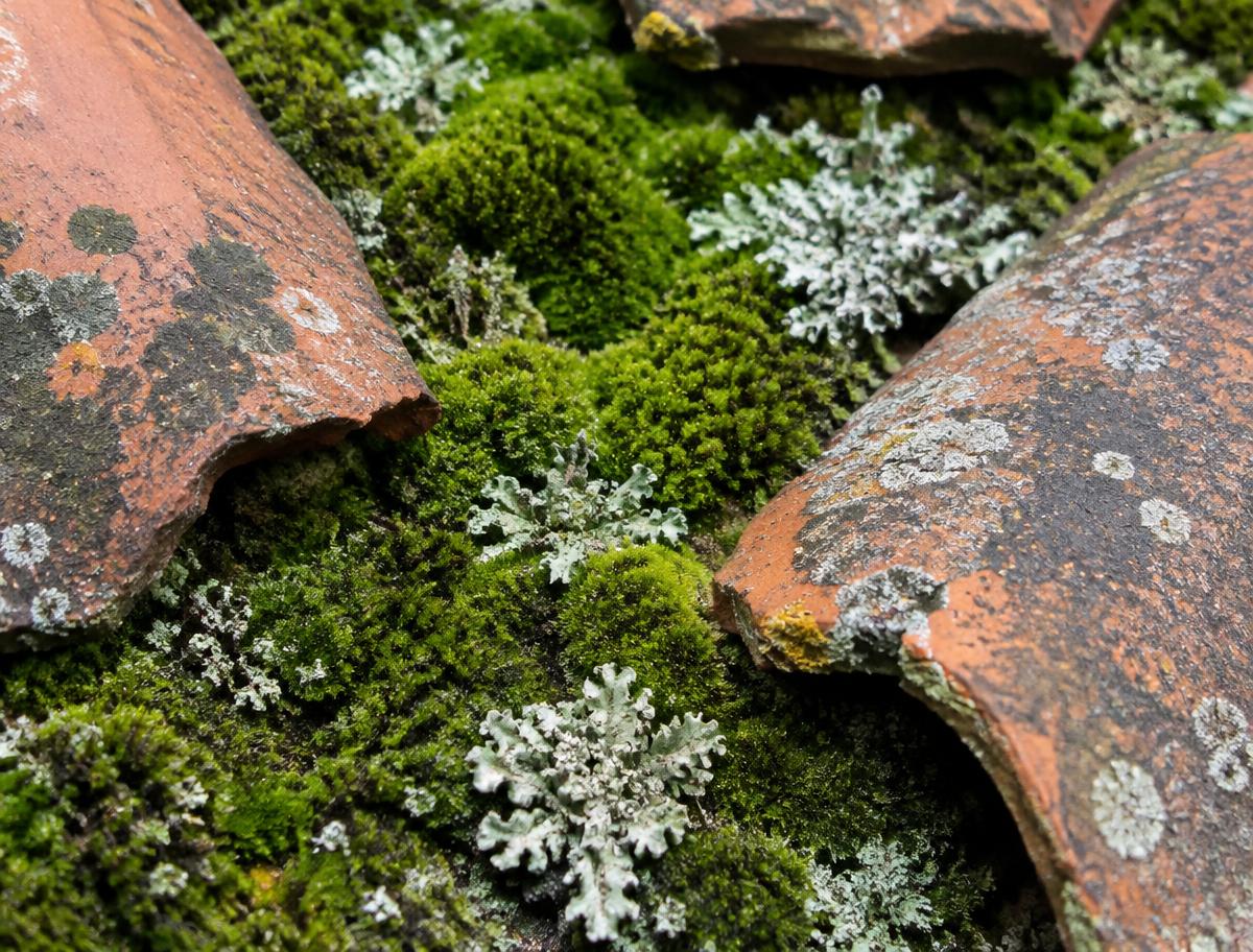 Mousses et lichens entre des tuiles en terre cuite